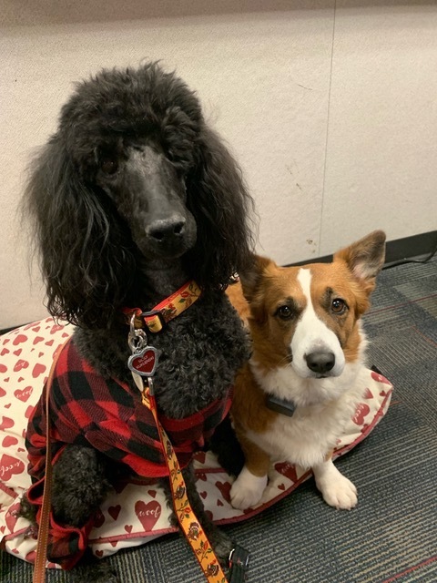 MBJH Therapy Dogs - Sissy and Chappie